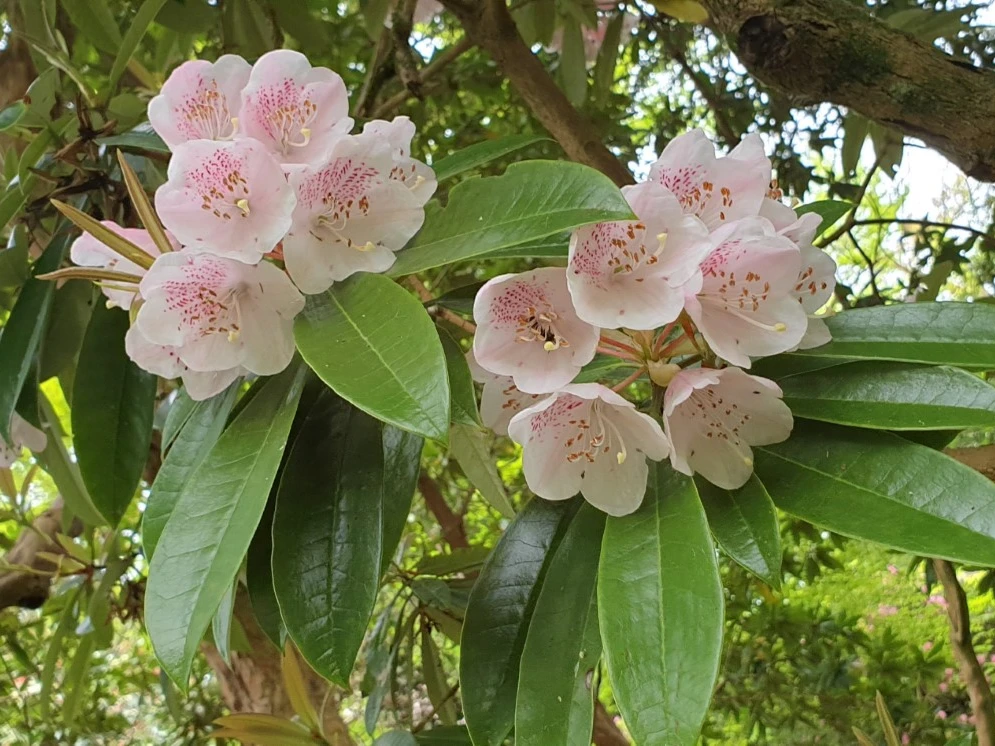 R. agyrophyllum ssp. hypoglaucum
